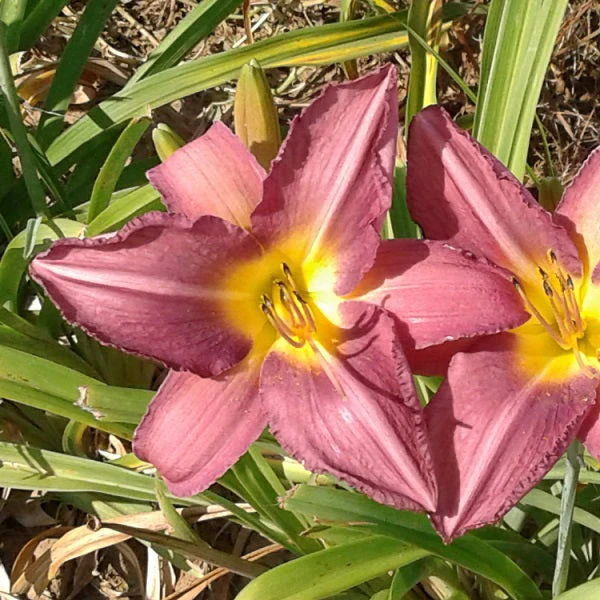 Chicago Arnie’s Choice Daylily
