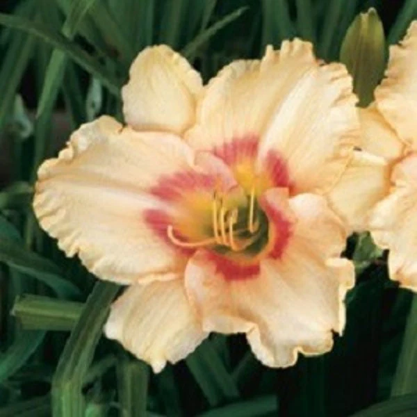Iszy Dizzy Daylily – Heritage Collection