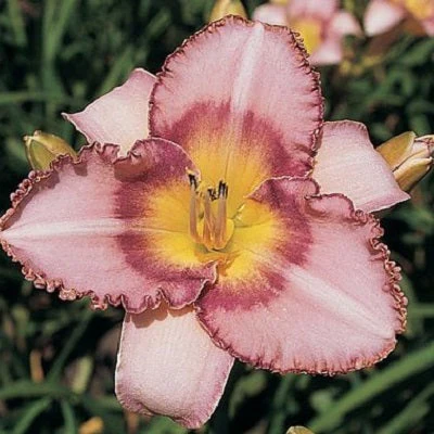 Lavender Showstopper Daylily