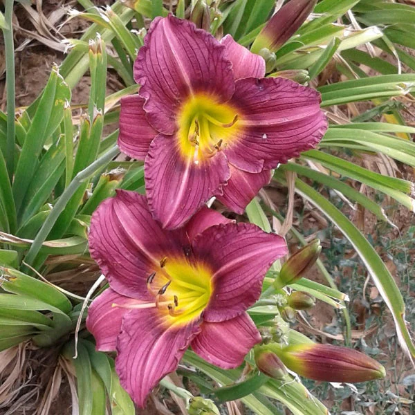 Little Grapette Daylily (2 for 1)