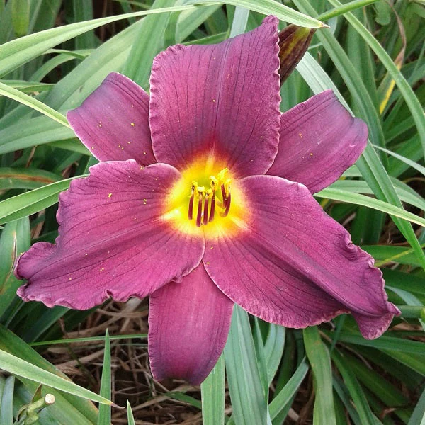 Minstrel Boy Daylily – Heritage Collection