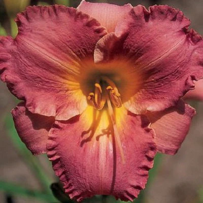 New Ruffled Lavender Daylily