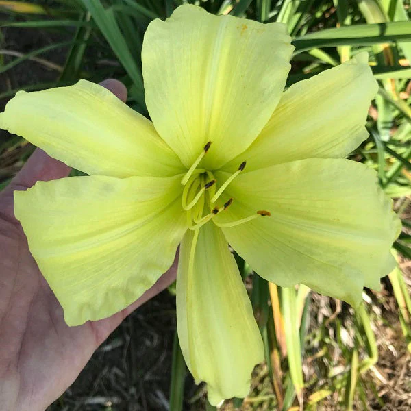 Peek-A-Boo Daylily – Heritage Collection