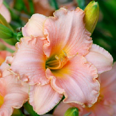 Perfect Pink Princess – Daylily