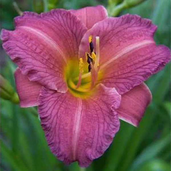 Purple de Oro Daylily (2 for 1)