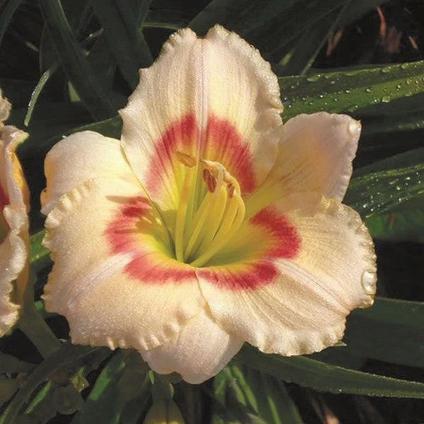 Siloam Ethel Smith Daylily