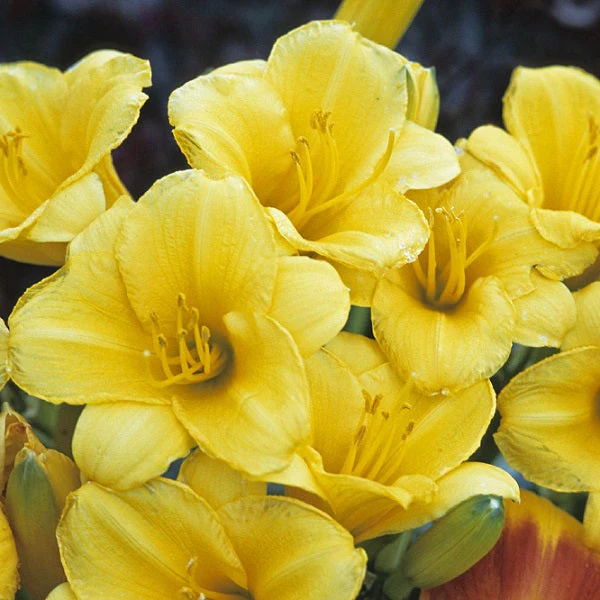 Stella de Oro Daylily (2 for 1)