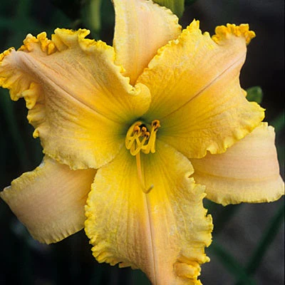 Sunshine Fresh Daylily