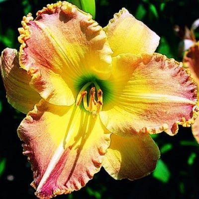 Sweet Potatoes – Daylily