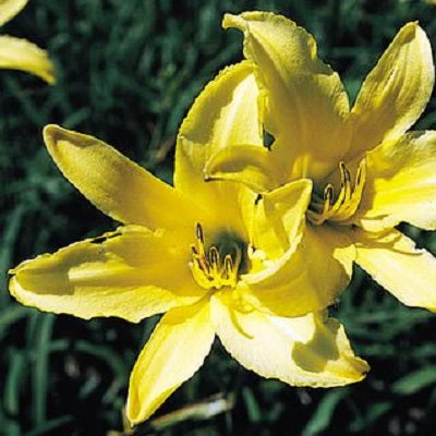 Tetrina’s Daughter Daylily