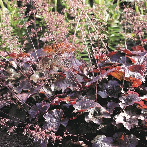 Palace Purple Coral Bells - Image 2
