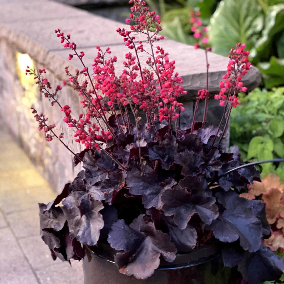 Handsome Heuchera Coral Bells - Image 2