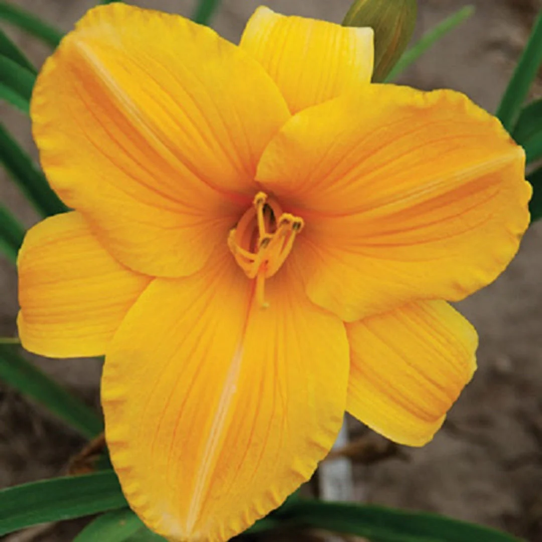 Hosanna Daylily