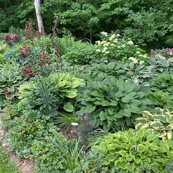 Fine and Dandy Hosta - Image 2