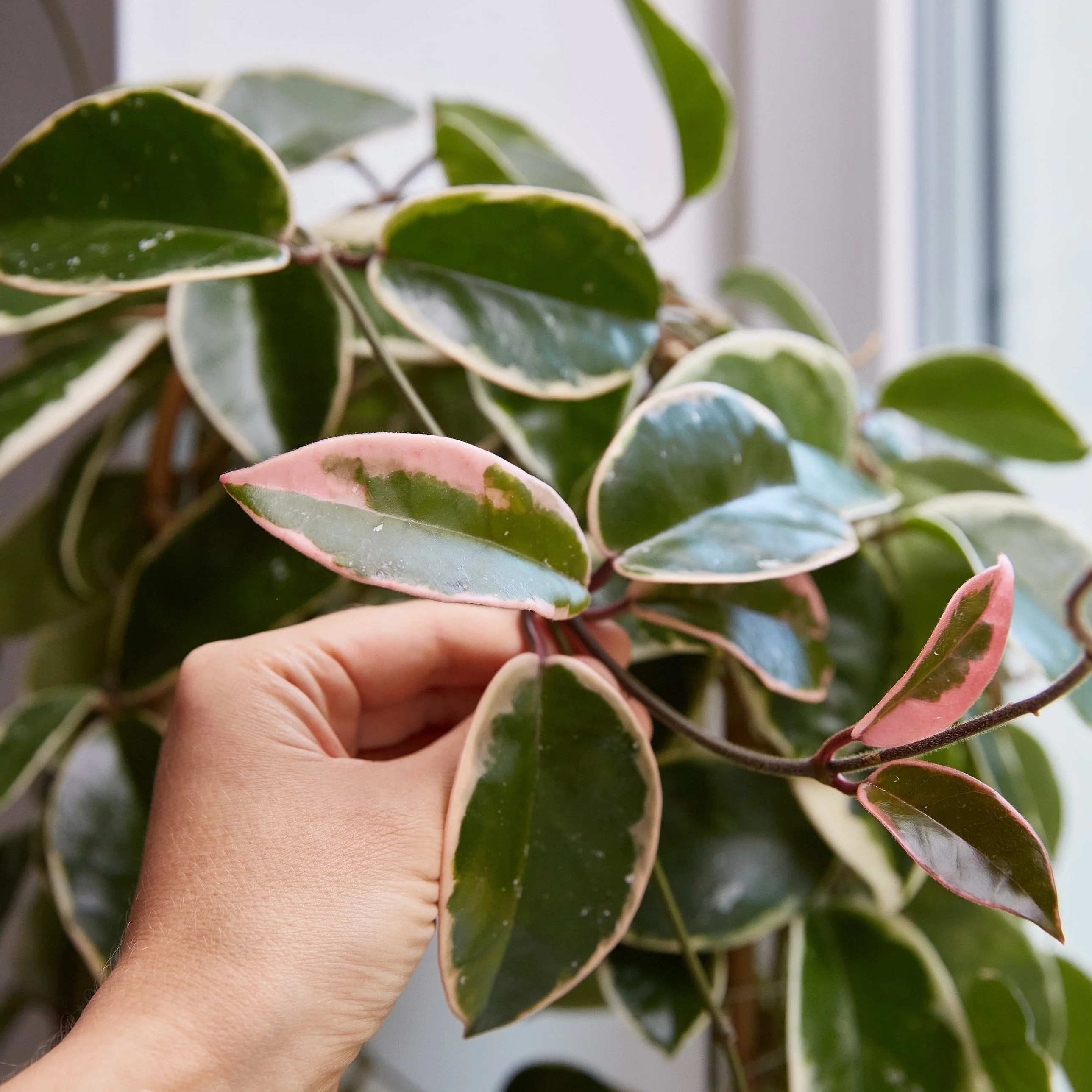 Krimson Queen Hoya