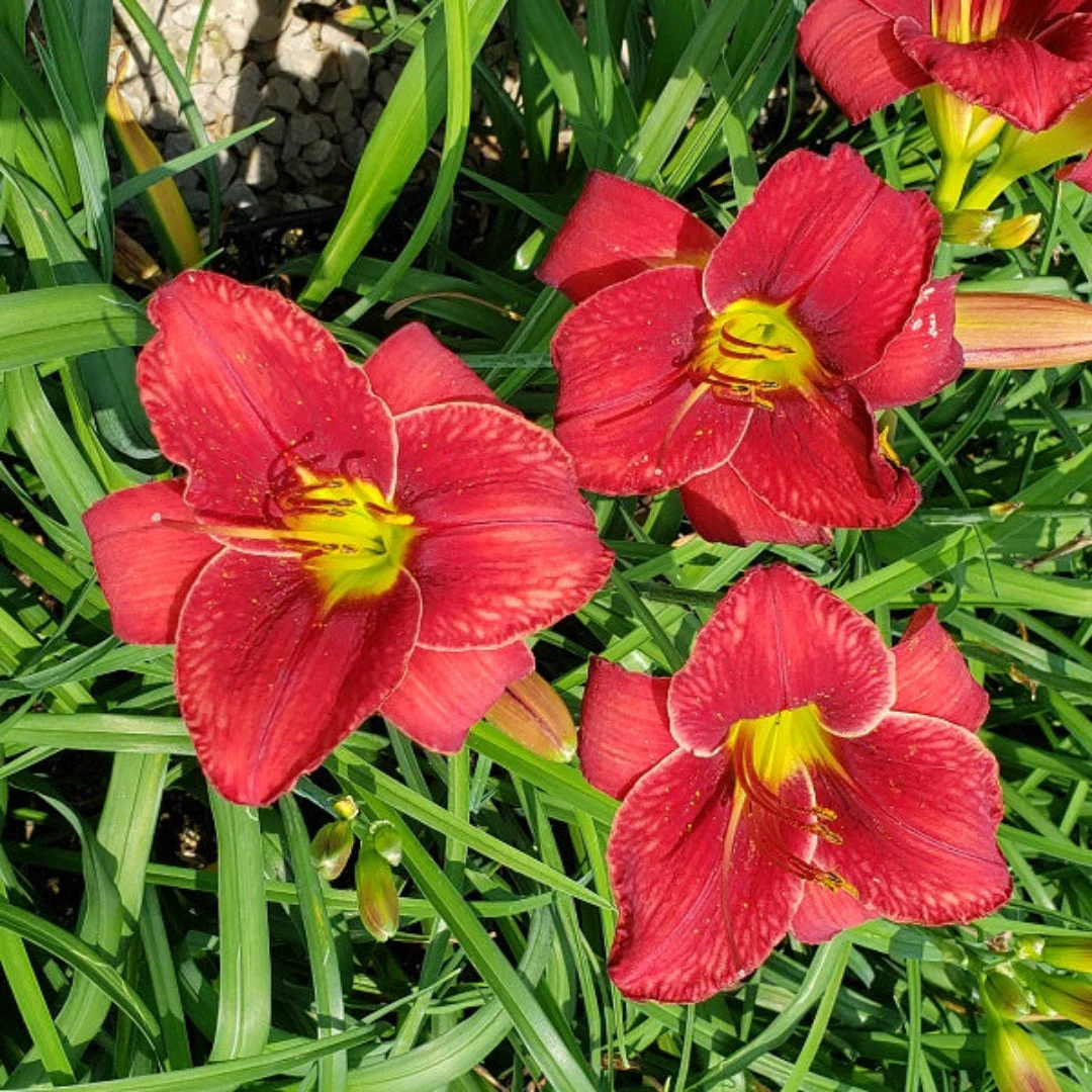 Roy’s Red Daylily