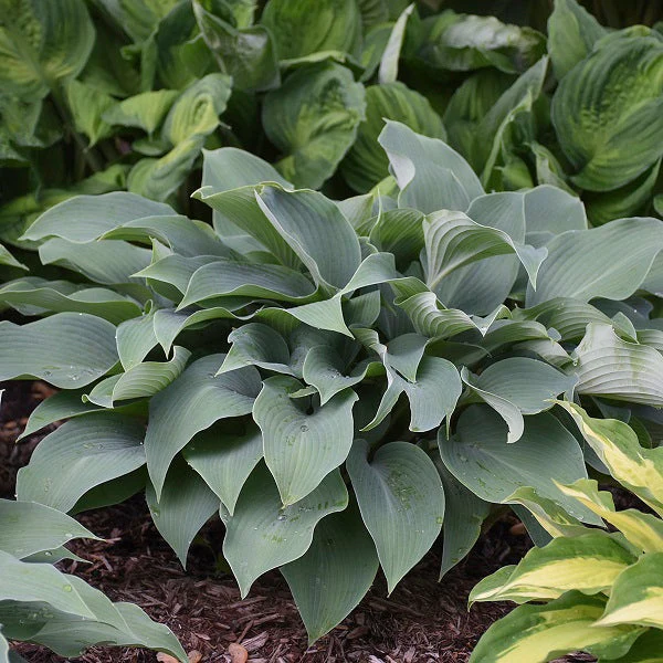 Halcyon Hosta - Image 3