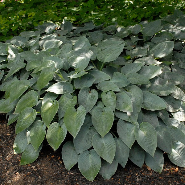 Halcyon Hosta - Image 2