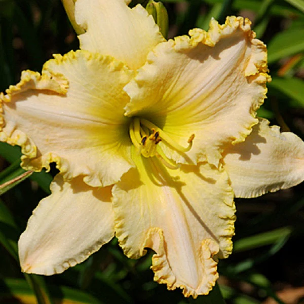 Happy Anniversary Daylily