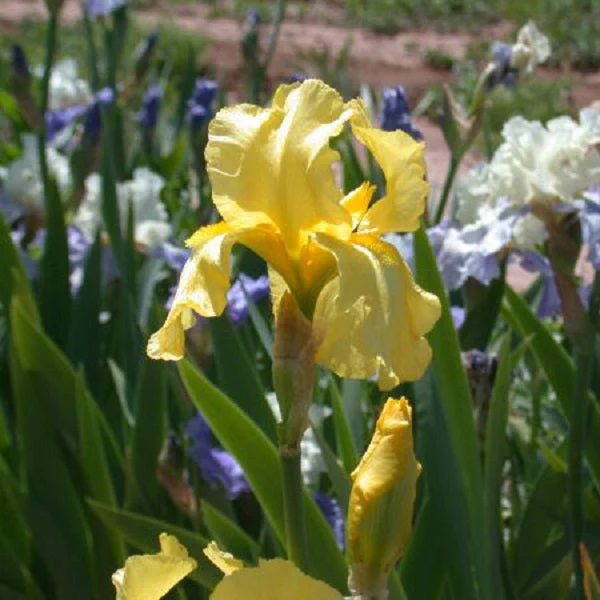 Harvest of Memories Iris - Image 3