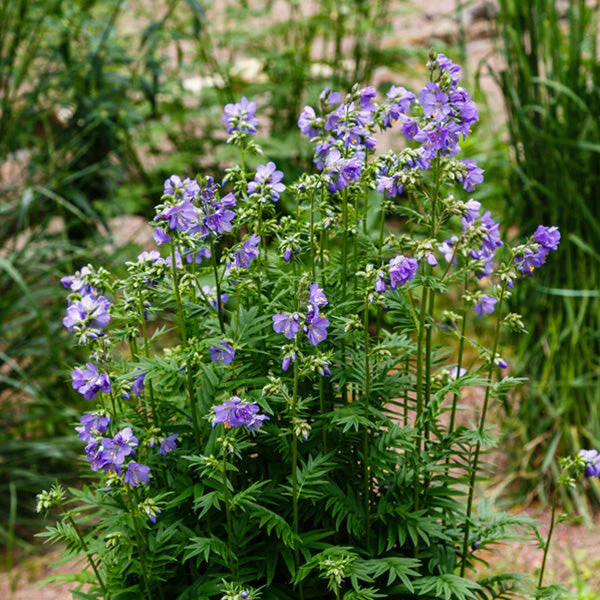Heavenly Habit Jacob’s Ladder