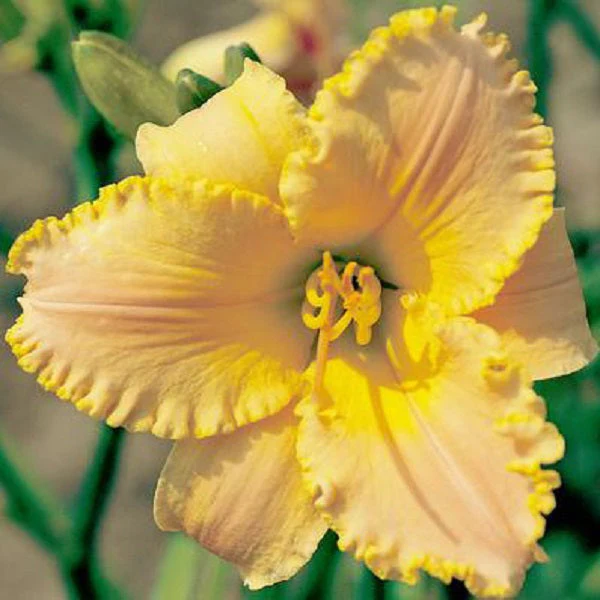 Heavenly Stardust Daylily - Image 2