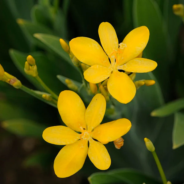 Hello Yellow Blackberry Lily - Image 2