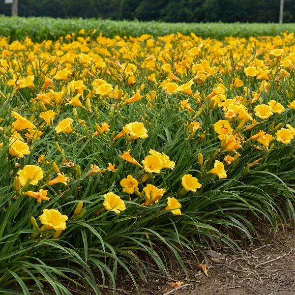 Stella de Oro Daylily (2 for 1) - Image 3