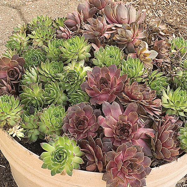 Hen and Chicks Succulent Mix - Image 2
