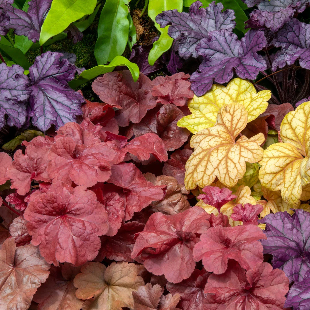 Handsome Heuchera Coral Bells