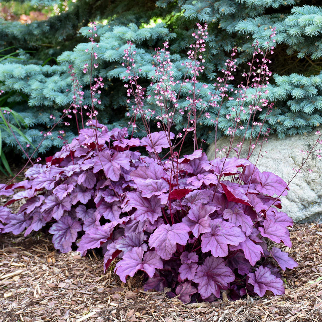 Handsome Heuchera Coral Bells - Image 3