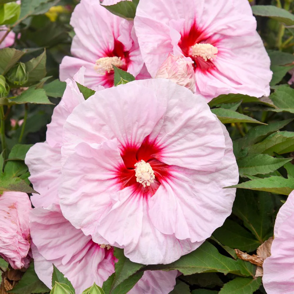 All Eyes on Me Hibiscus