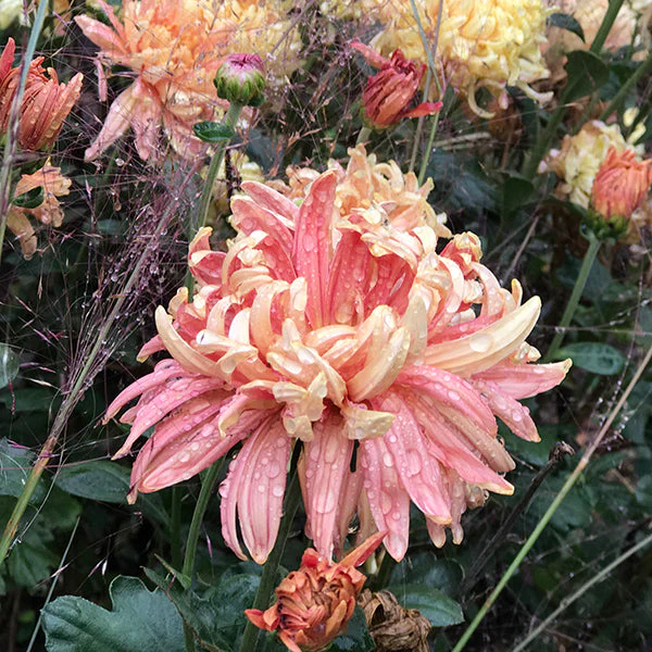 Homecoming Chrysanthemum - Image 2