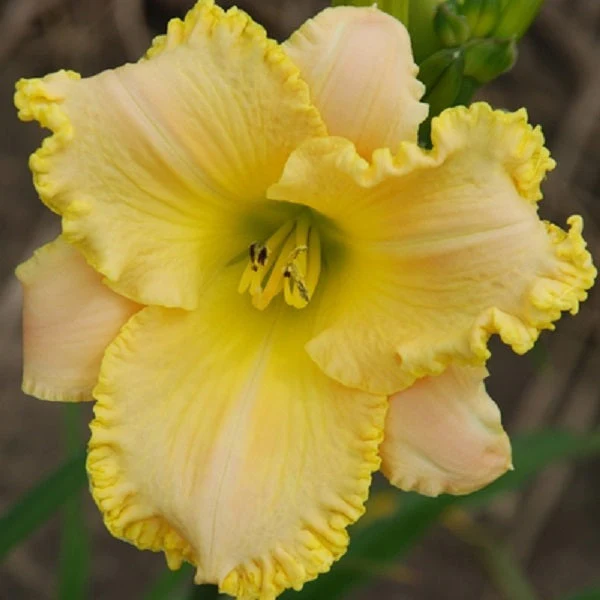 Honey Bouquet Daylily