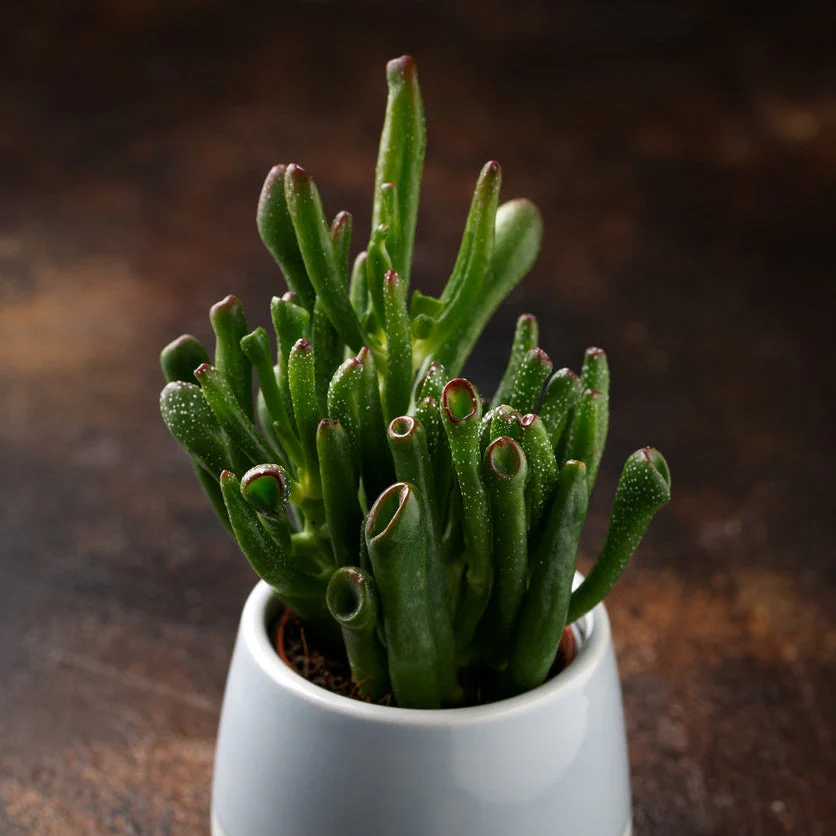 Horntree Jade - Image 2