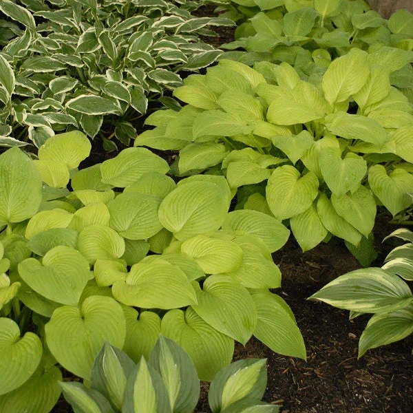 August Moon Hosta - Image 2