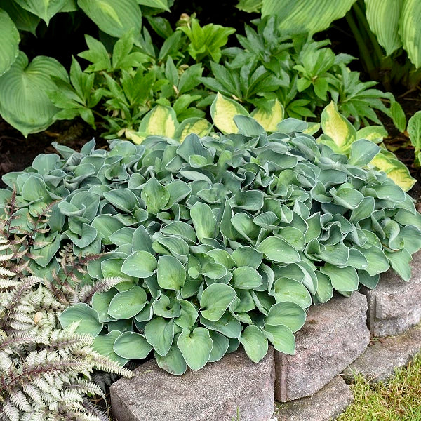 Blue Mouse Ears Hosta - Image 3