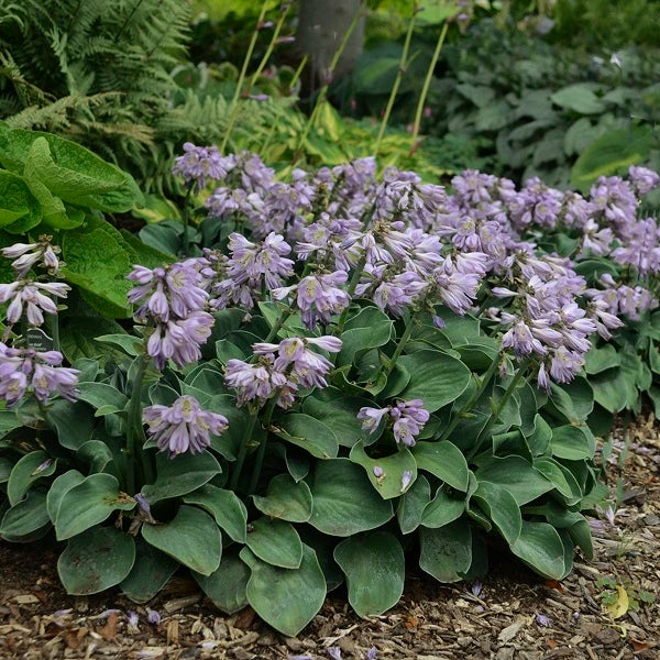 Blue Mouse Ears Hosta - Image 2
