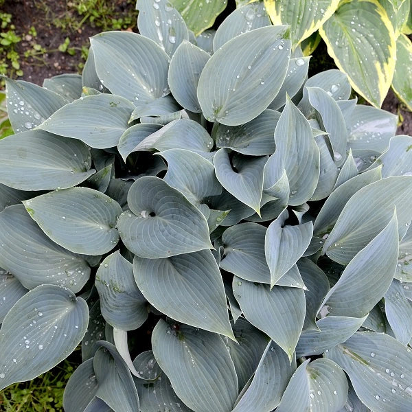 Canadian Blue Hosta - Image 2