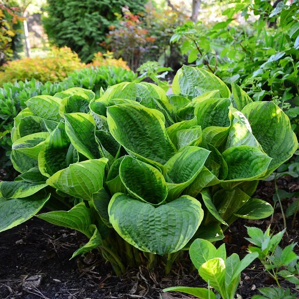 Christmas Tree Hosta - Image 2