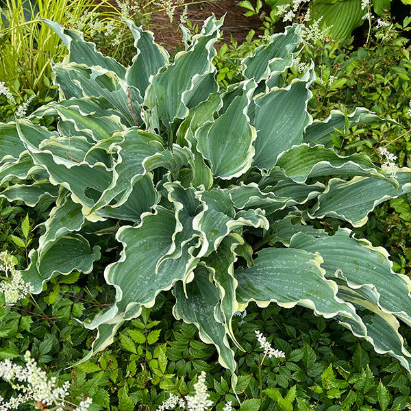 Mini to Mighty Hosta Collection - Image 3