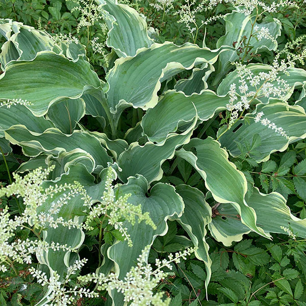 Dancing in the Moonlight Hosta - Image 2