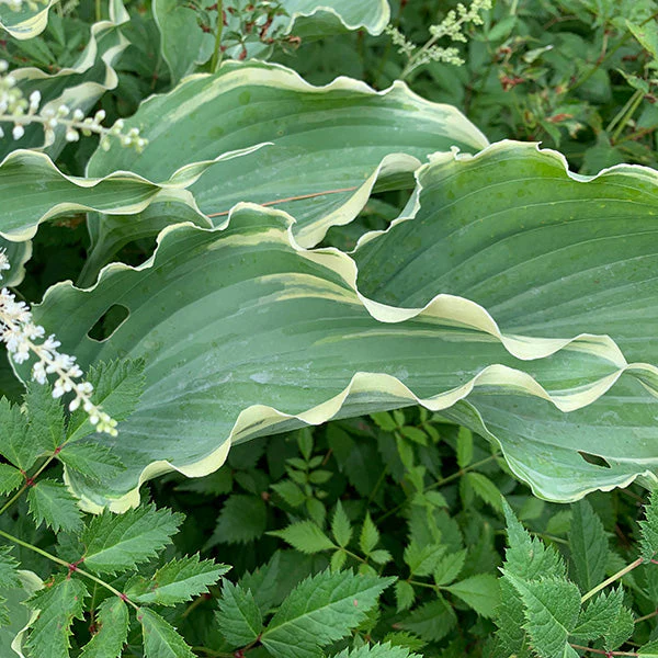 Dancing in the Moonlight Hosta - Image 3