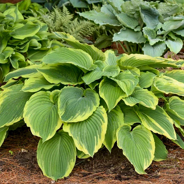 Drop Dead Gorgeous Hosta - Image 3