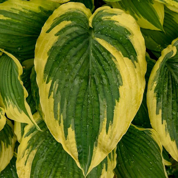 Drop Dead Gorgeous Hosta - Image 2