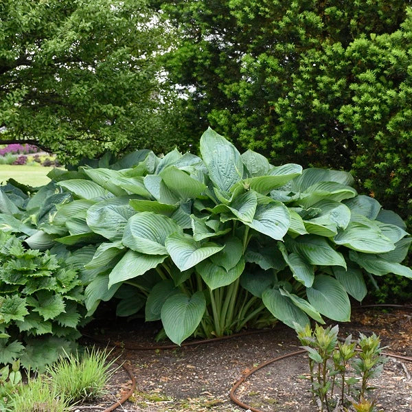 Empress Wu Hosta - Image 3