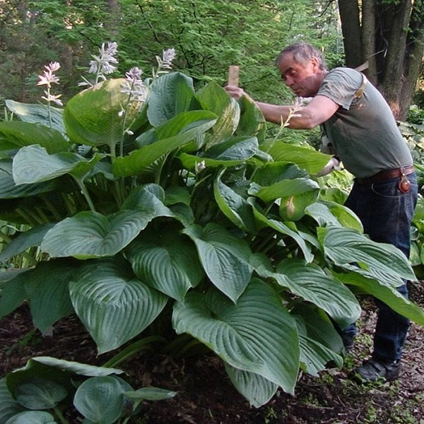 Empress Wu Hosta - Image 2