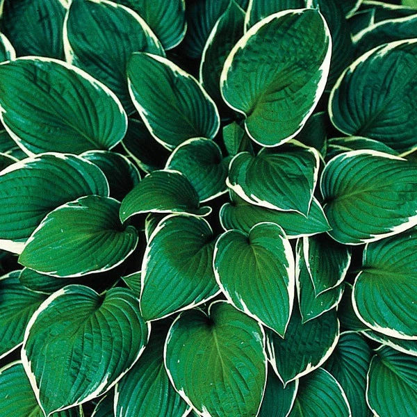 Francee Hosta - Image 3