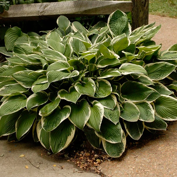 Francee Hosta - Image 2