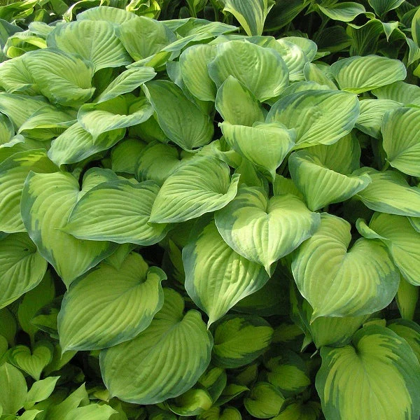 Guacamole Hosta - Image 2